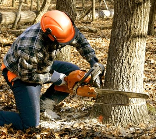Tree Removal in Grenada, CA